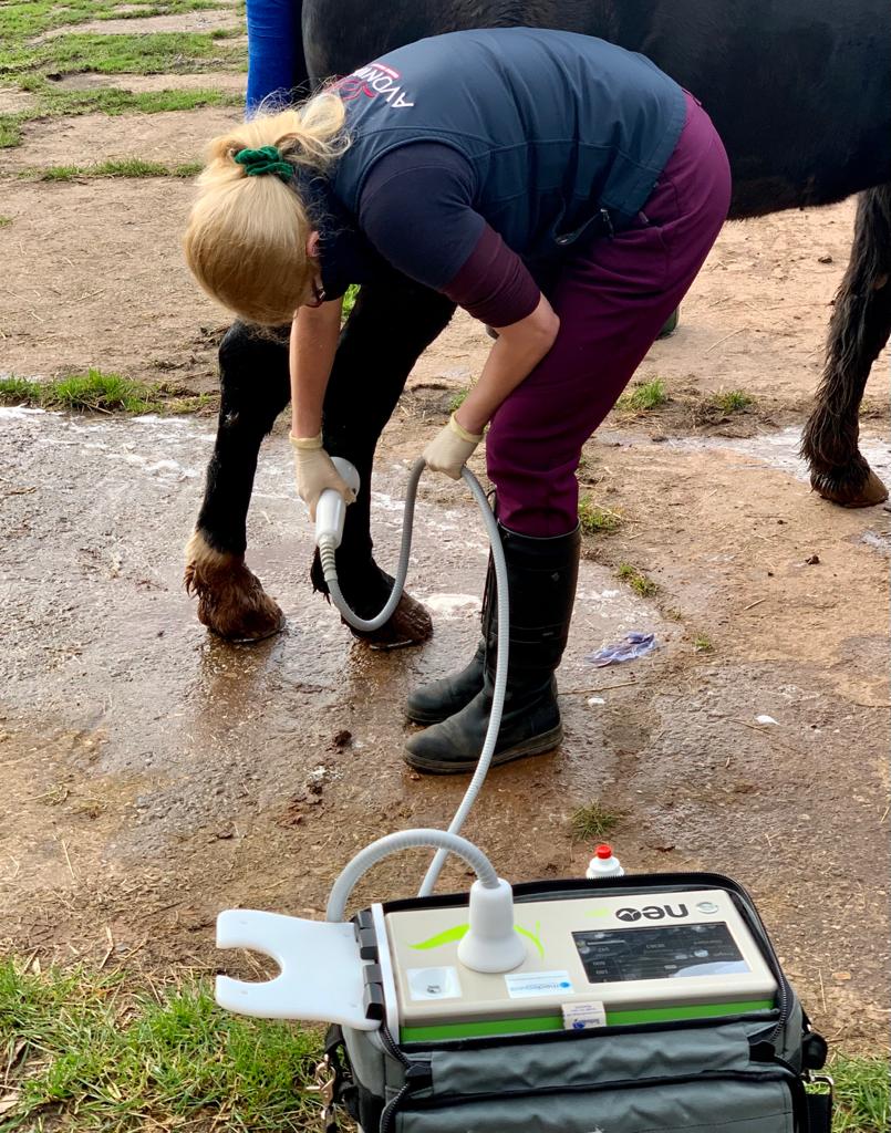 equine shockwave therapy