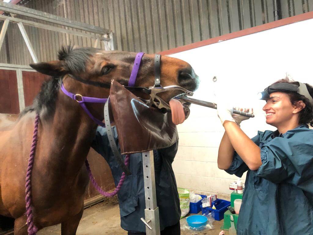 horse teeth problems symptoms