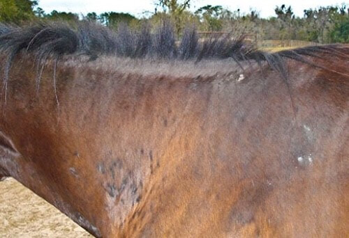 Equine Sweet Itch