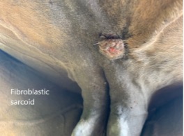 Fibroblastic Sarcoid