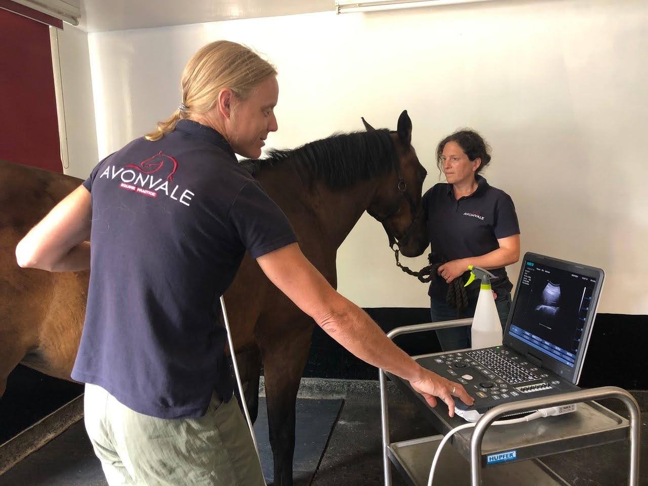 Guide To Equine Liver Disease