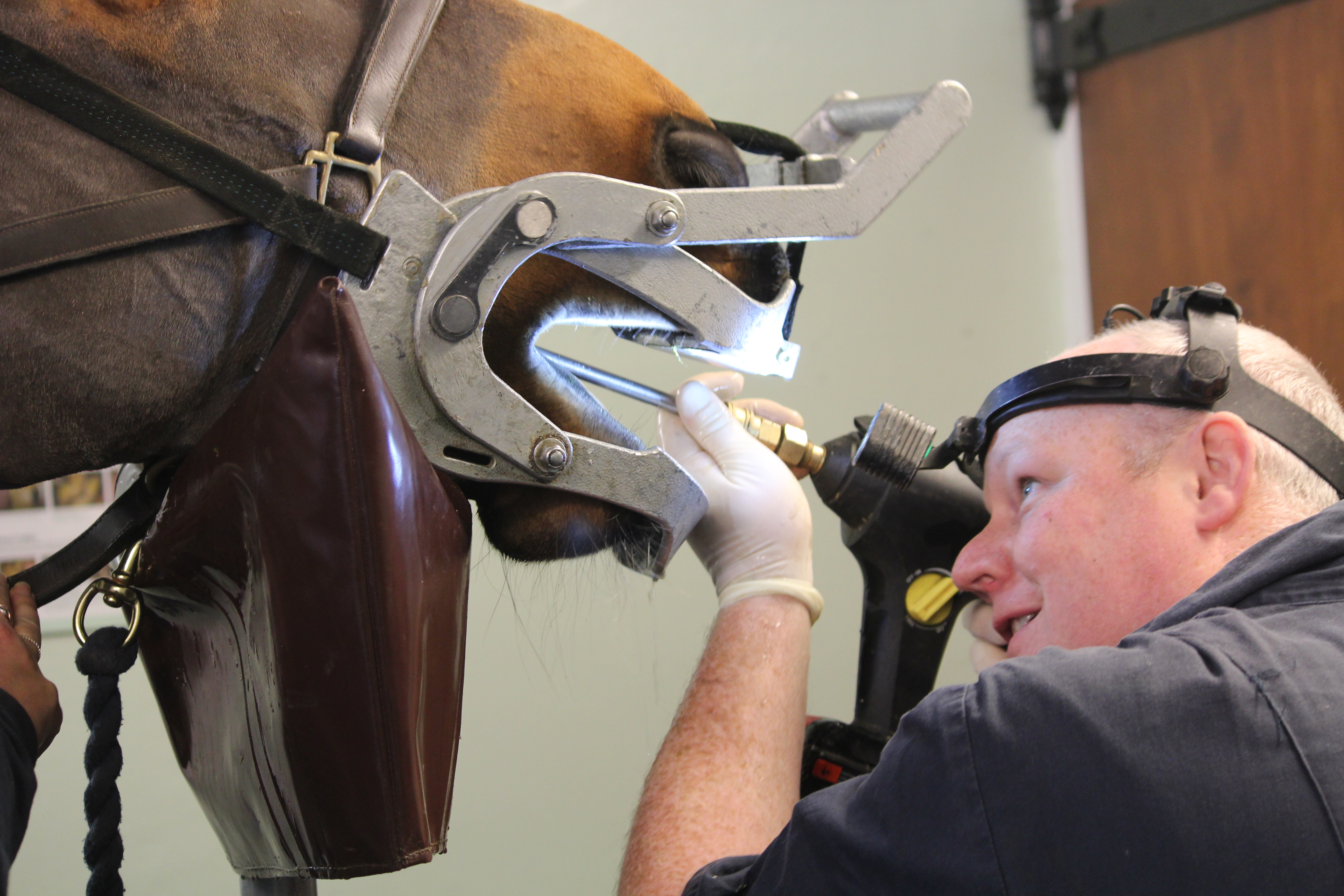 what are wolf teeth in horses