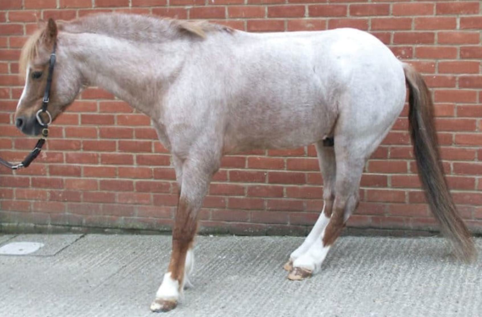 Laminitis in Horses