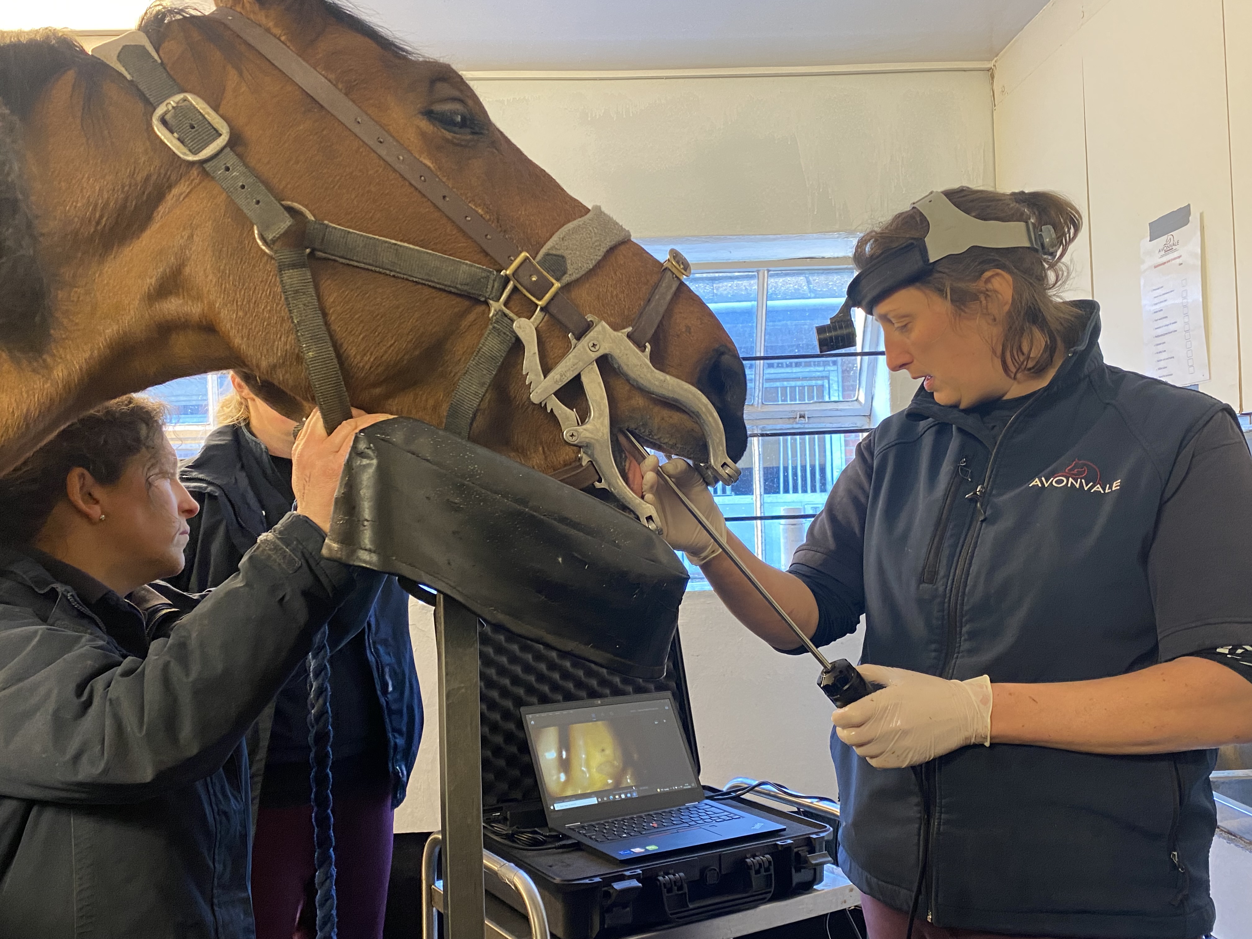 equine oroscope