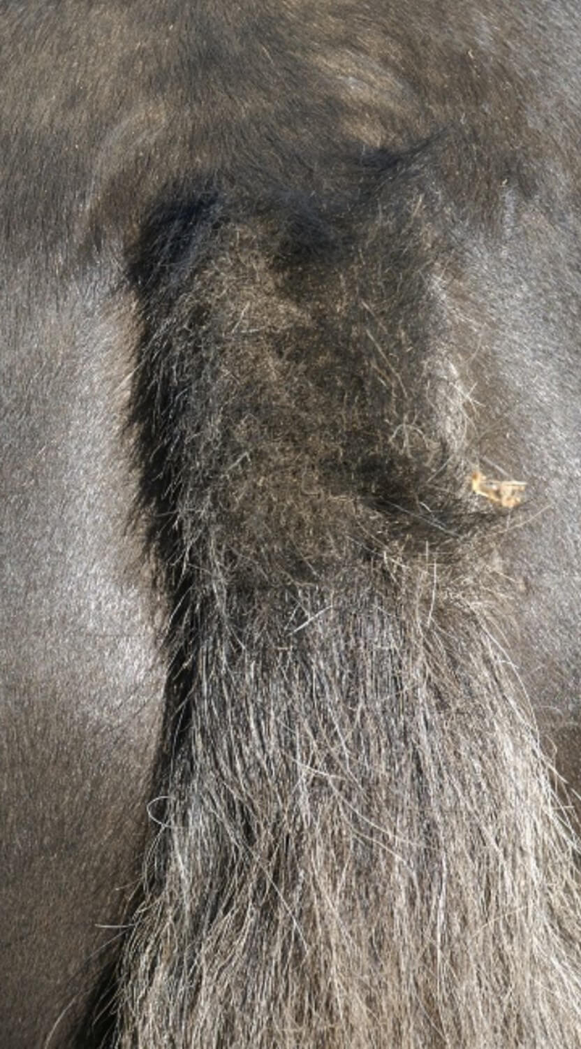 Sweet Itch Symptoms