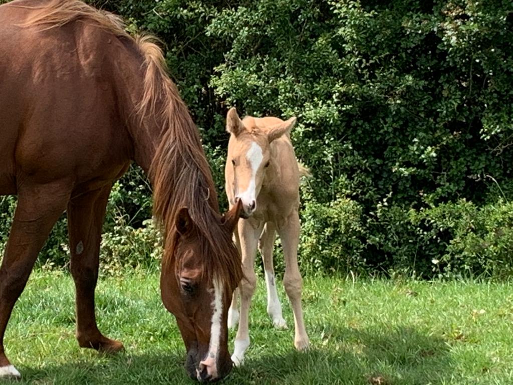 Examination of the Newborn Foal