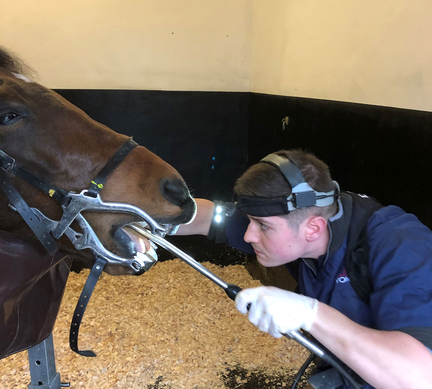 equine dentistry